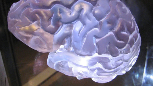 Clear brain-shaped adult toy with detailed gyri and sulci, designed for sensory stimulation.